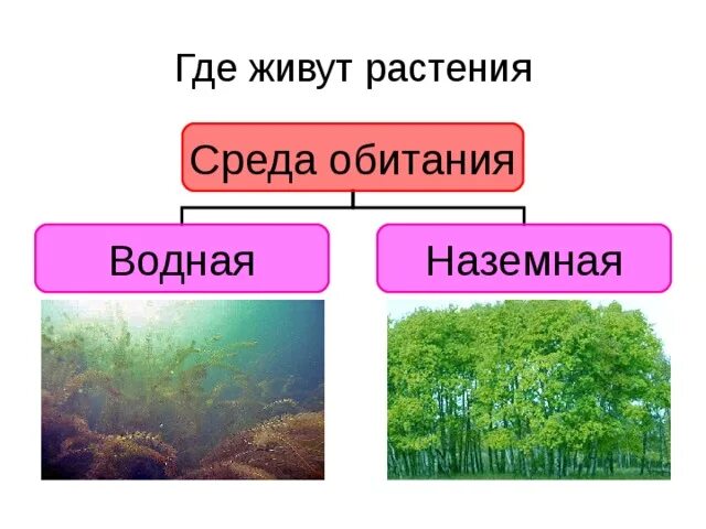 Где живут растения. Среда обитания растений. Растения водной среды обитания. Как живут растения презентация.