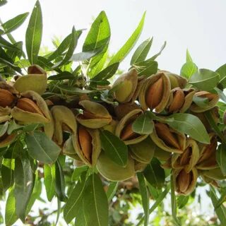 Орех миндаль из какого фрукта