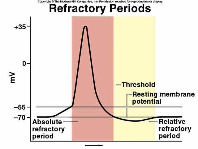 Рефрактерный период. Absolute Refractory period. Рефрактерный период это в физиологии. Рефрактерный период у мужчин. Рефрактерный период и его роль