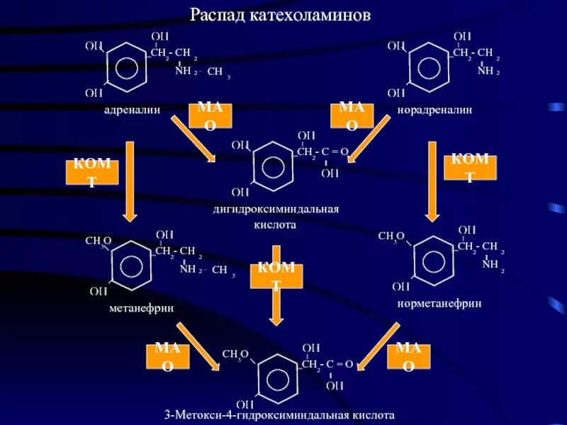 Распад катехоламинов биохимия. Схема синтеза катехоламинов. Метаболизм катехоламинов схема. Катехоламины эпинефрин биохимия. Адреналин образуется