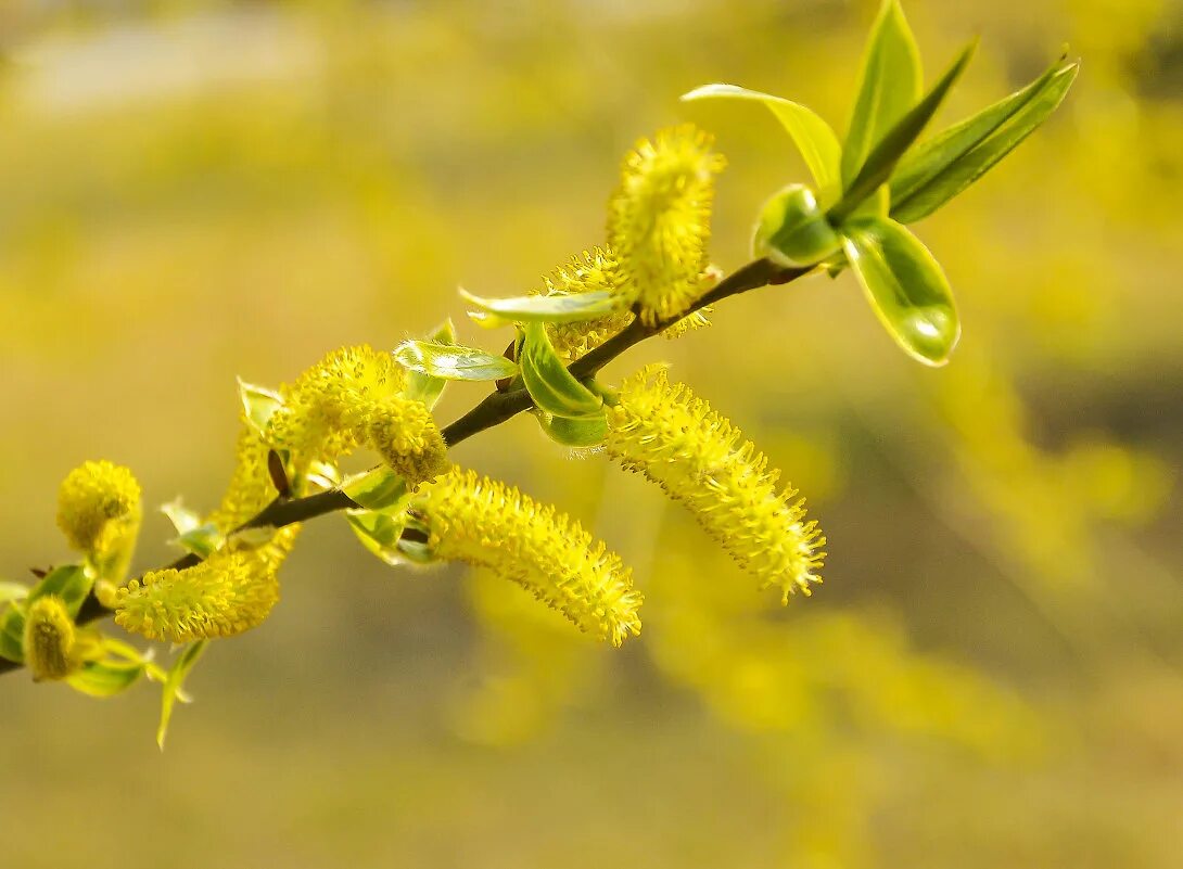 верба цветет желтыми. деревья с пушистыми прчеами. цветущая верба. желтые почки. цветущая верба дерево.