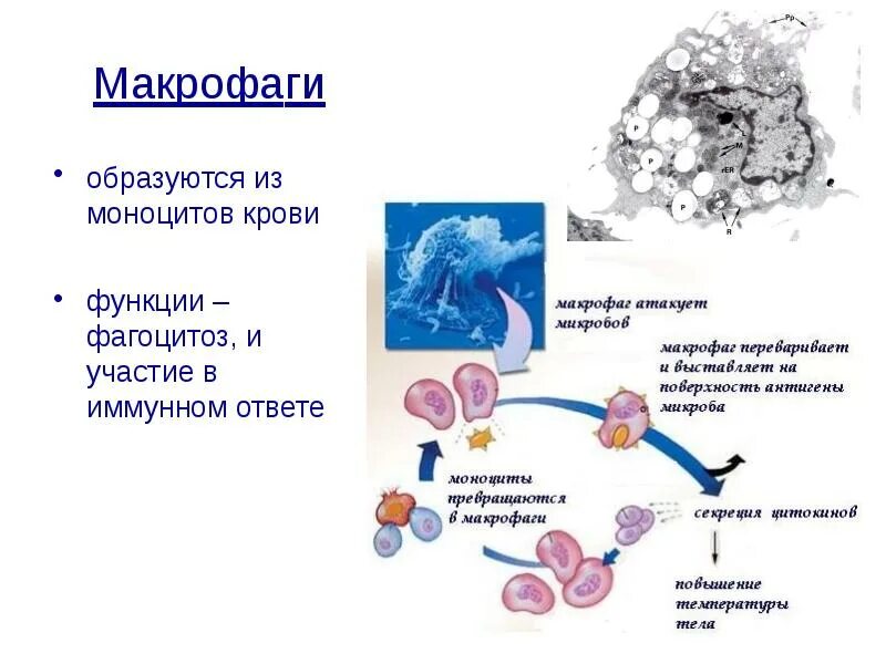 Макрофаги обеспечивают. Макрофаги 1. тканевые макрофаги функции. макрофаги строение и функции. макрофаги микробиология.