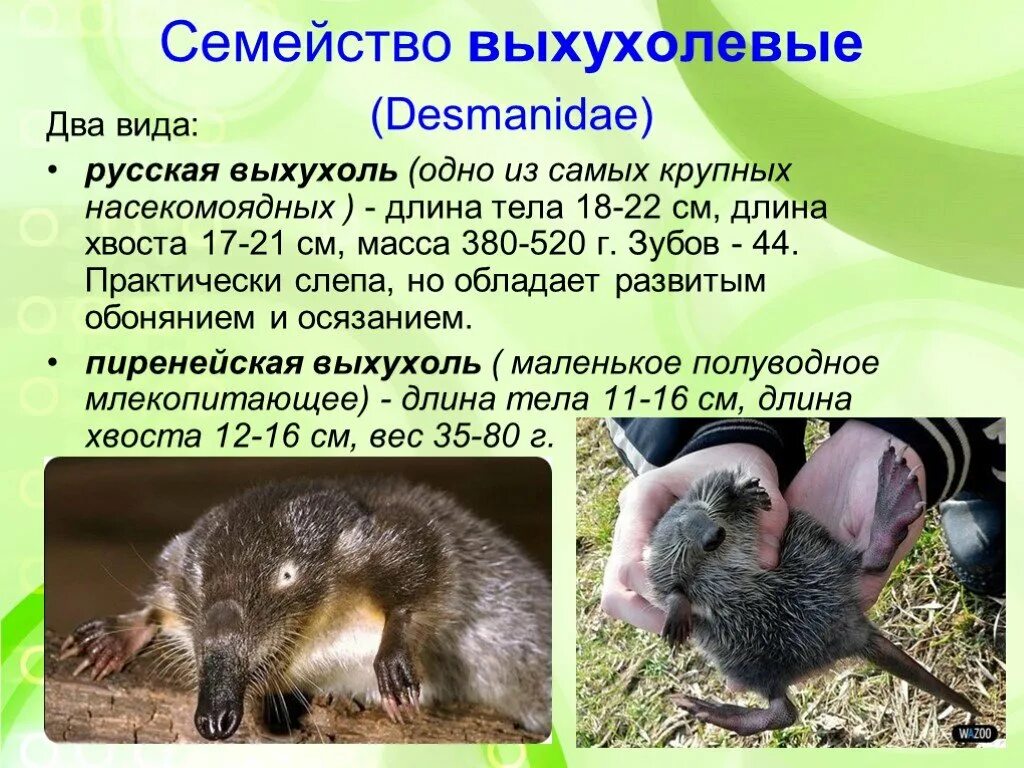 Численность насекомоядных. Отряд насекомоядные млекопитающие. представители насекомоядных 7 класс биология. биология насекомоядные отряды 7 класс. выхухоль.