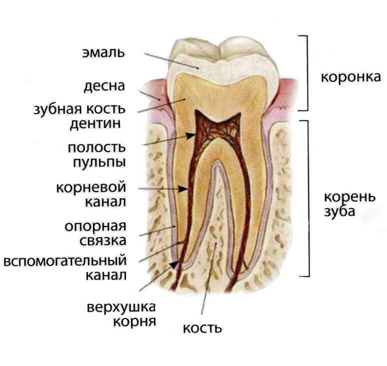 Строение зуба корни и каналы. Зубной нерв строение зуба. Строение зуба кариес пульпит. Строение зуба человека схема кариес. Где находится десна