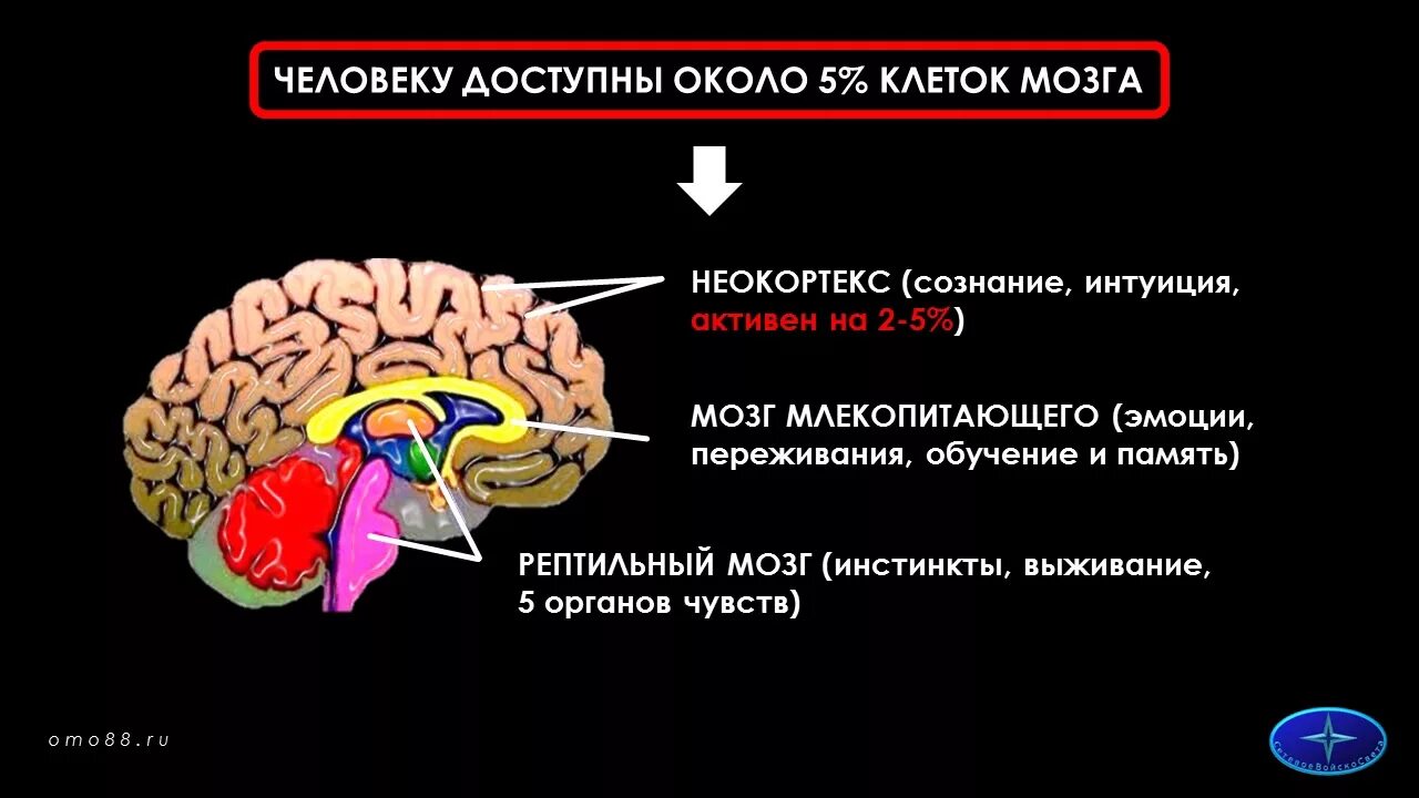 3 слоя мозга. Неокортекс лимбическая система и рептильный мозг. Строение мозга человека неокортекс лимбическая система. Отделы мозга рептильный мозг неокортекс. Рептильный лимбический неокортекс 3 части.