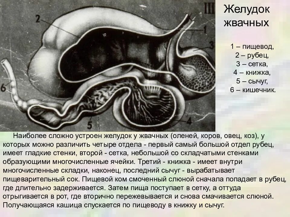 У кого из млекопитающих нет желудка. Строение многокамерного желудка жвачных. Желудок рубец сетка книжка и сычуг. Пищеварительная система сычуг книжка рубец. Рубец отдел желудка жвачных.