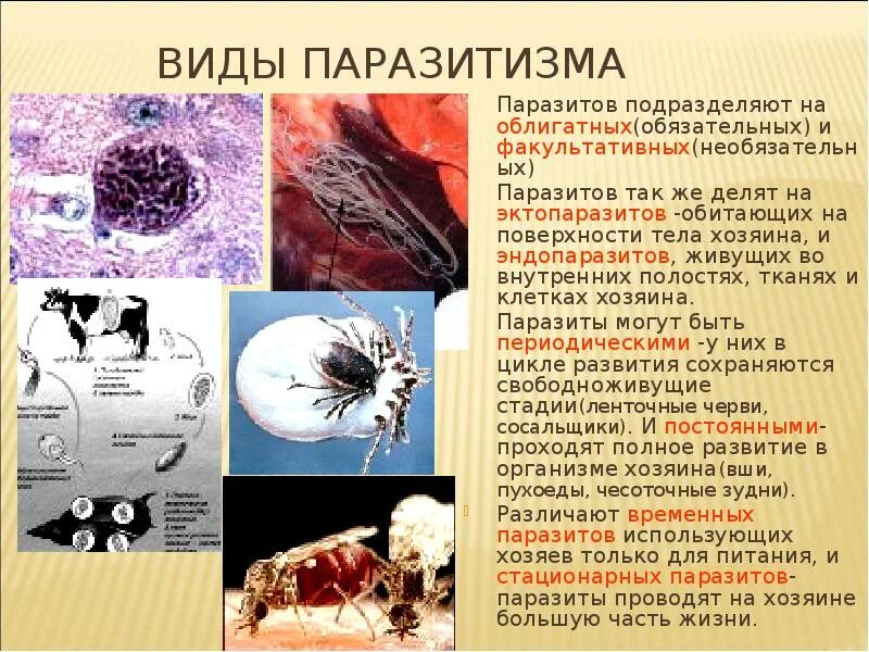 Примеры различных форм паразитизма. Облигатный и факультативный паразитизм. облигатные и факультативные паразиты. временные облигатные паразиты. паразитизм примеры.