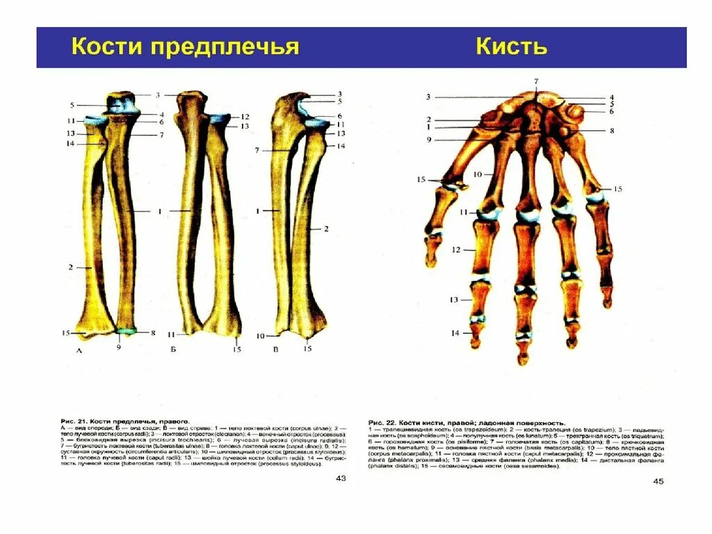 Кости предплечья кость анатомия. Кости предплечья анатомия человека. Кости предплечья локтевая кость кость анатомия. Кости предплечья анатомия человека рисунок с подписями.