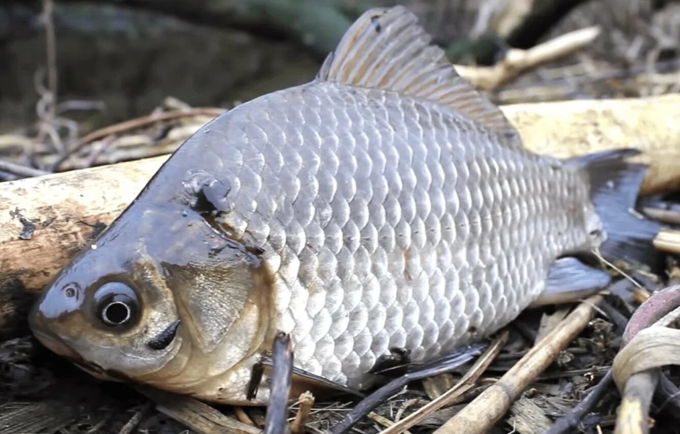 Карась ау. Carassius auratus серебряный карась. Карась обыкновенный Carassius Carassius. Амурский сазан. Карась Вики.