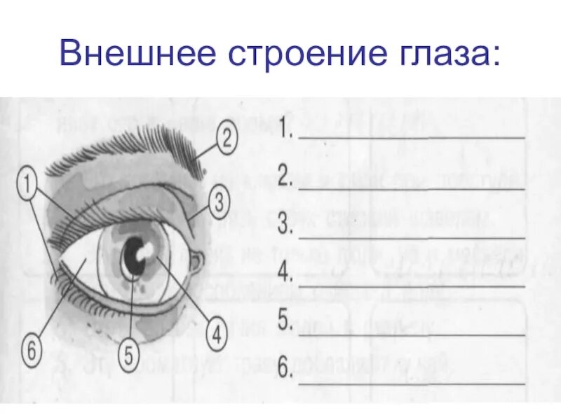 Тест по теме органы зрения. Строение глаза внешнее строение. Строение глаза начальная школа. Внешнее строение глаза человека схема. Орган зрения 8 класс биология.