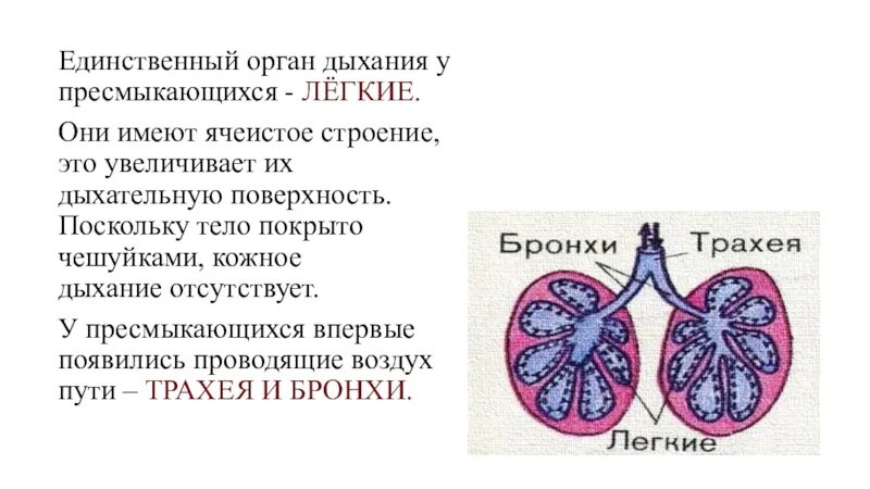 Ячеистые легкие особенности