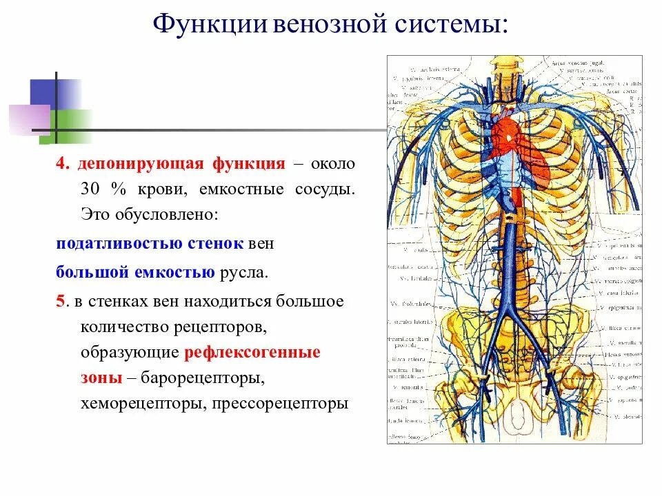Отделы венозной системы. Функции венозной системы анатомия. емкостные сосуды функция. функциональная анатомия венозной системы. венозная система анатомия кратко.
