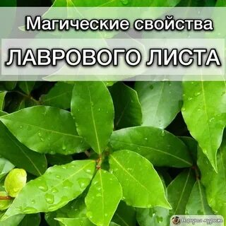 Лист свойства
