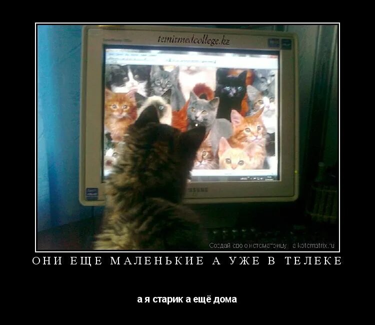 Котёнок-ребёнок. Брутальные мужчины с котиками. Мужчина обнимает кота. Фонд йена сомерхолдера. Ребята котята.