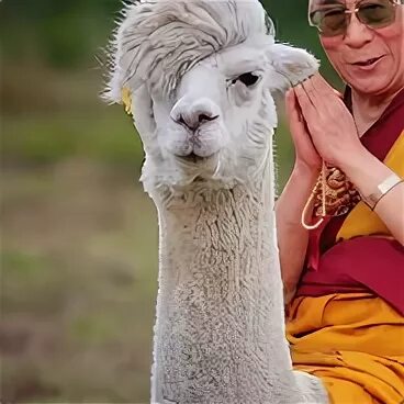 Ширап лама. Ганжур лама. Лама и человек. Родственник ламы.