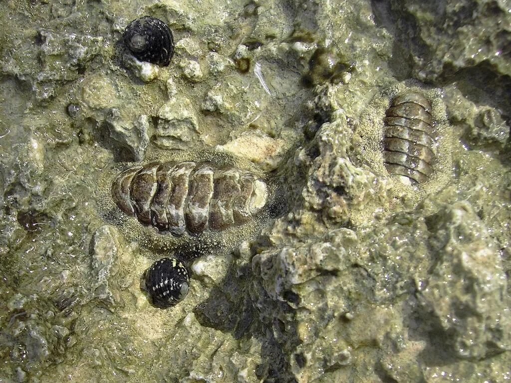 Chiton