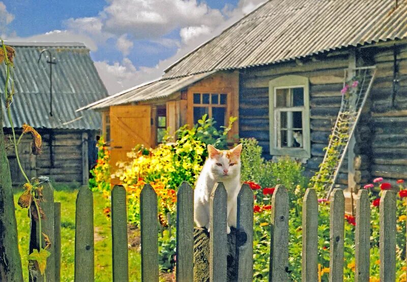 Живу по деревенски. Жизнь в деревне. Кот в деревне летом. Деревенская жизнь. Домик в деревне с котиком.