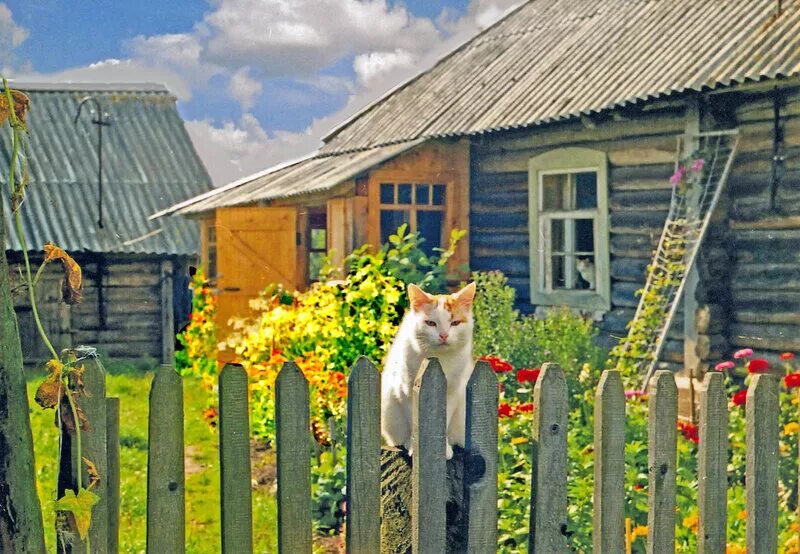 Лето в деревне. Домик в деревне. Кот в деревне летом. Жизнь в деревне. Русская живи село