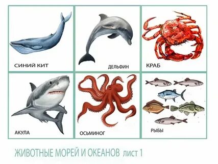 Морские животные 4 буквы