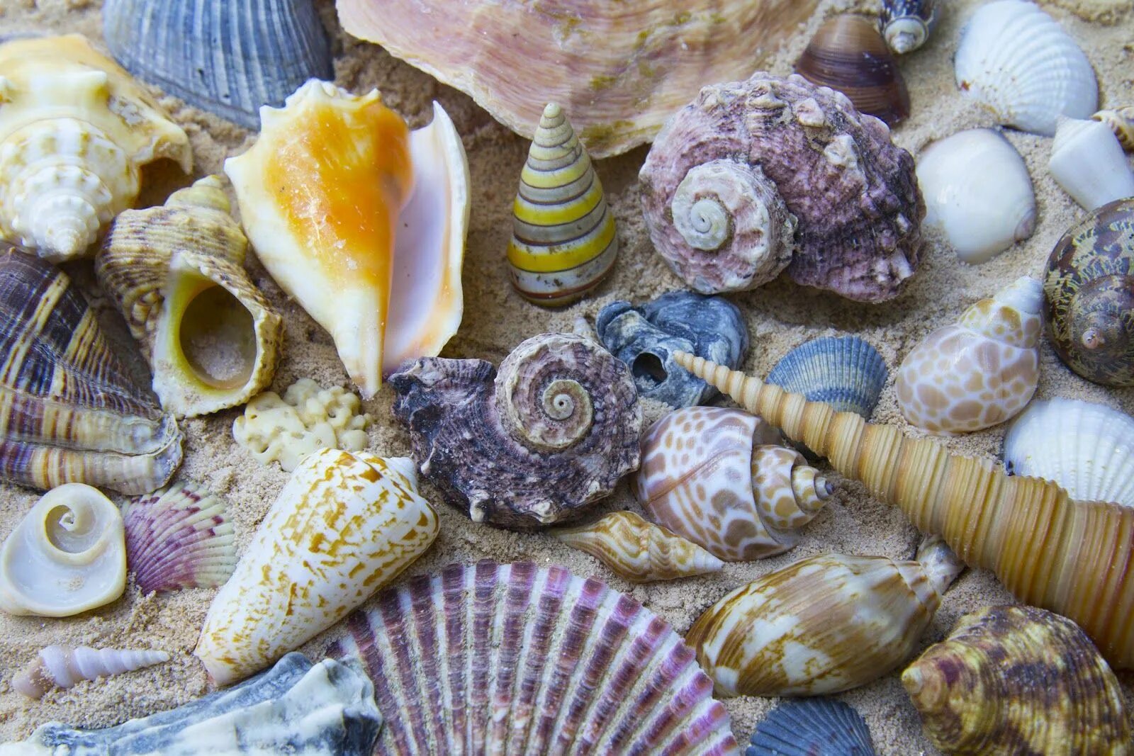 Sea shell
