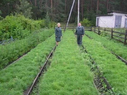 Учебно опытное лесничество г п ульяновка