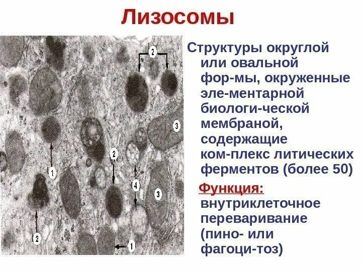 Функции лизосом гистология. Лизосомы в микроскопе. Лизосомы гистология. Строение комплекса лизосомы. Объект лизосома центриоль процесс внутриклеточное пищеварение