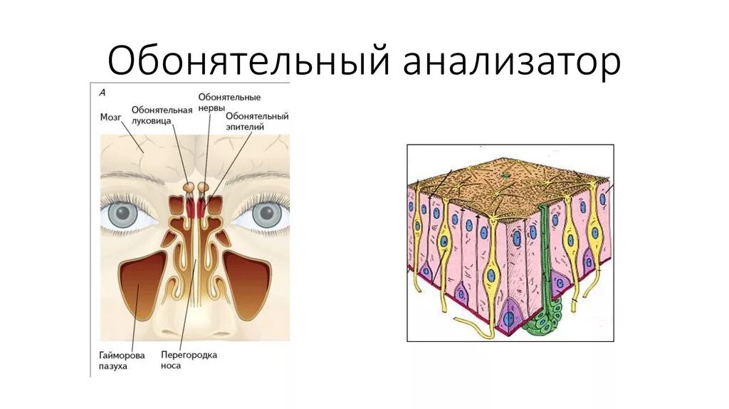 Обонятельный эпителий гистология. Строение обонятельного анализатора гистология. Обонятельный анализатор строение. Обонятельный эпителий гистология препарат. Обонятельная чувствительность