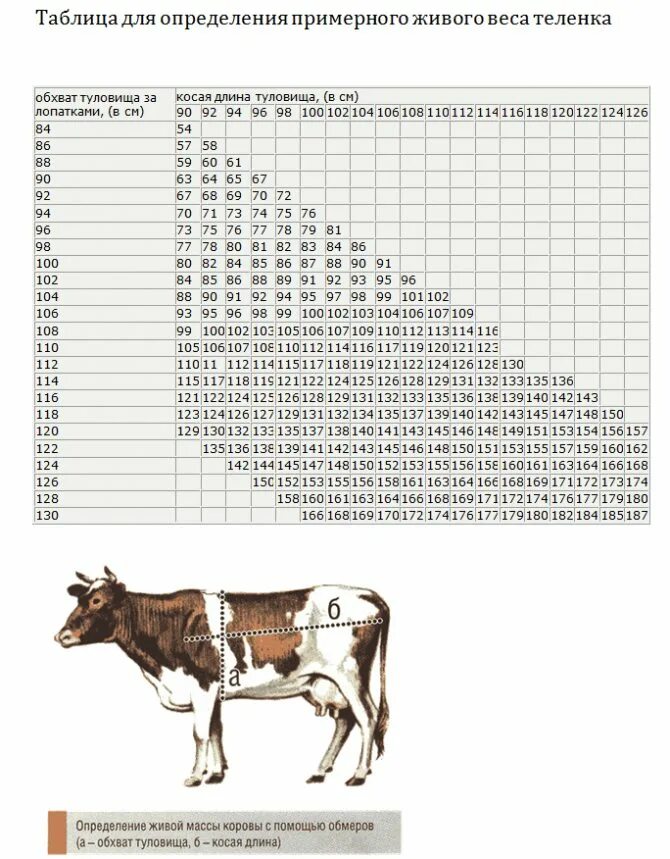 На 1 кг живой массы. Таблица расчёта живого веса КРС коров. Таблица замера Быков живым весом. Таблица измерения КРС живым весом Быков рулеткой. Таблица определения живого веса крупного рогатого скота.