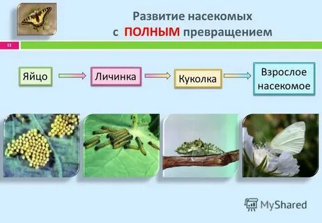 К насекомым с полным превращением относятся ответ