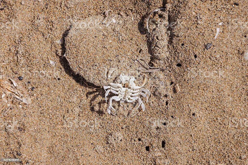 Скелет краба. Скелет на пляже. Скелет краба фото. Skeleton on Beach album.