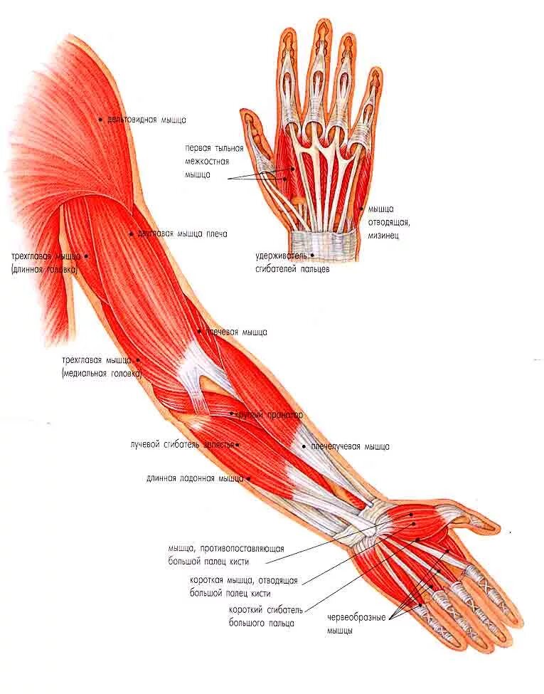 Мышцы предплечья и кисти анатомия. Строение сухожилий предплечья руки. Строение кисти мышцы и сухожилия. Анатомия кисти руки человека кости и мышцы и сухожилия. Рука человека название