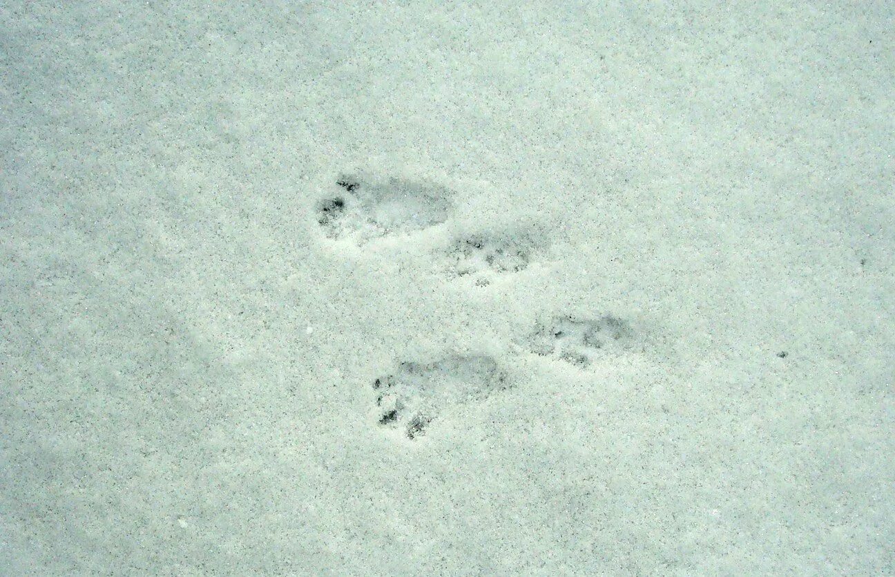 След зайца 5 букв. Следы зайца русака. следы зайца беляка. следы зайца на снегу. заячьи следы.