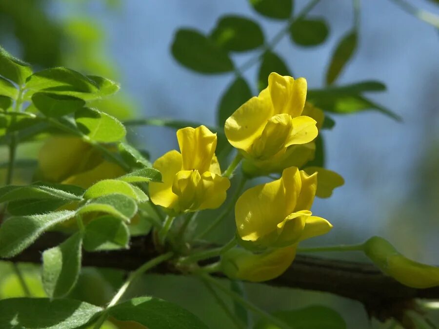 Caragana arborescens. Акация желтая фото. Акация древовидная (сaragana arborescens). Карагана древовидная цветок. Акация желтая.