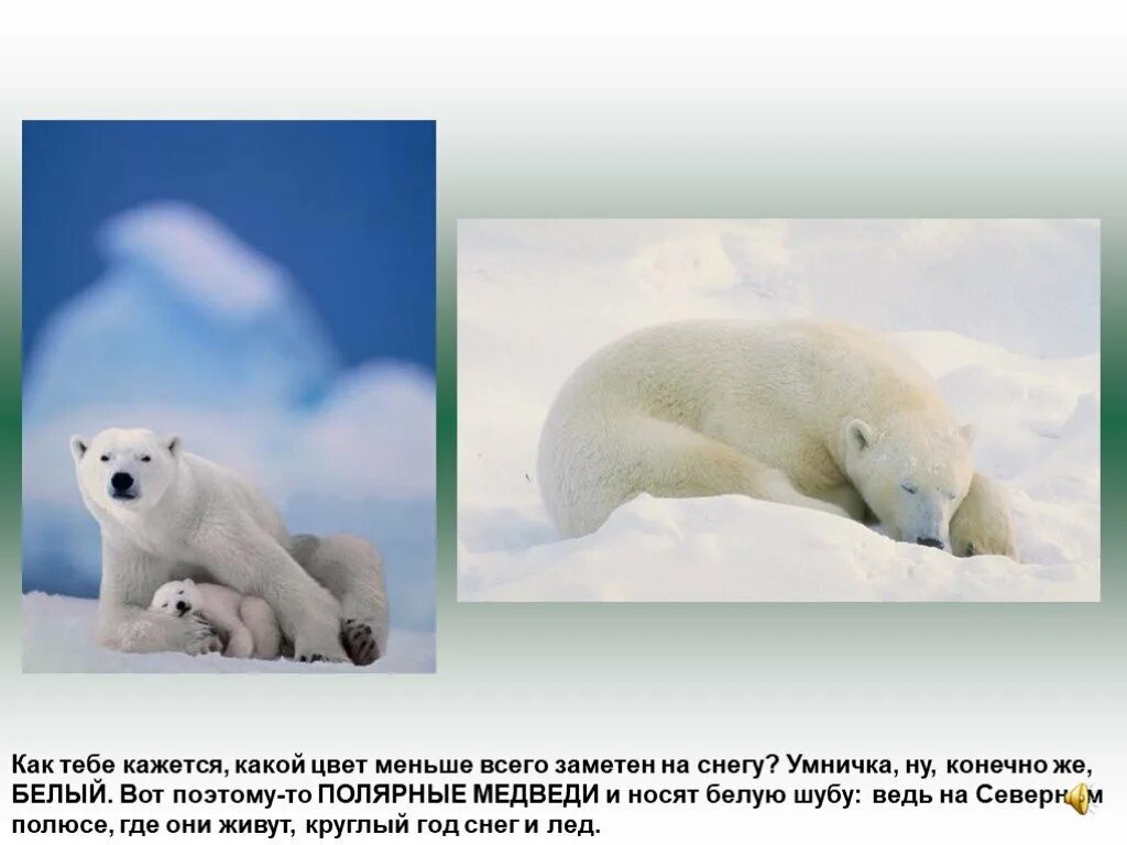 Сухов белое солнце пустыни. Коза альбинос. Картинка с надписькончно. Белый медведь хозяин севера. Мишка на полюсе.