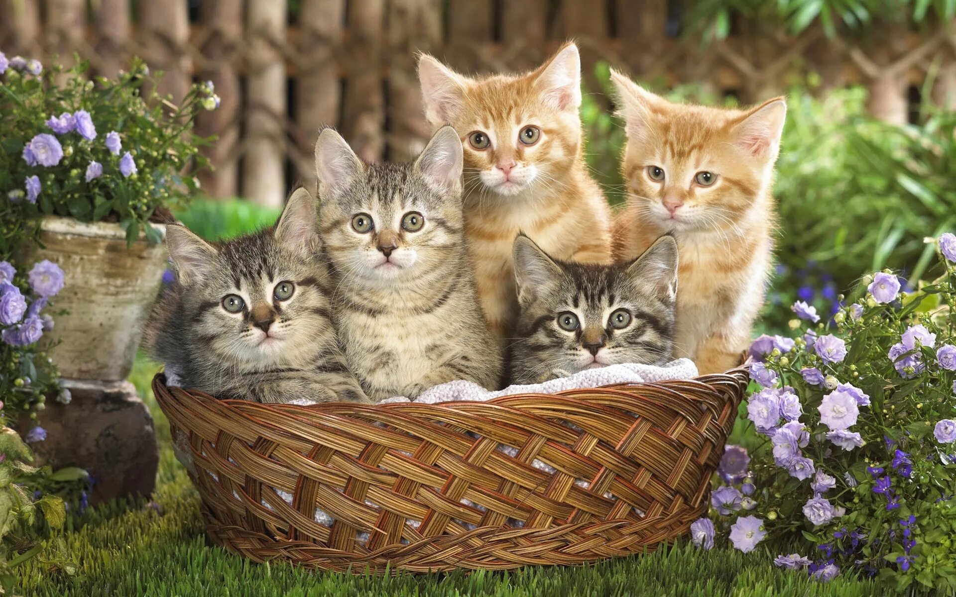 Картинки котиков. Kittens in a Basket Photographic Print on Canvas. Kittens in a Basket Photographic Print on Canvas animal.