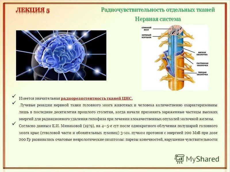 время реакции нервной системы