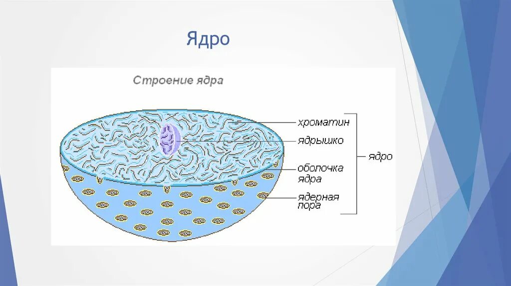 Как называется отверстие в оболочке ядра клетки. Строение ядра ядерная оболочка. Строение оболочки ядра клетки. Строение мембраны ядра. Ядро схема.