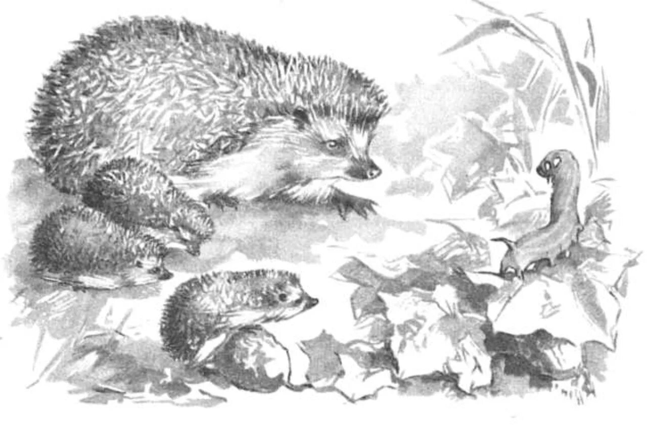 Колючая семейка. Скребицкий колючая семейка. Скребицкий еж. Колючая семейка. Колючая семейка рисунок.