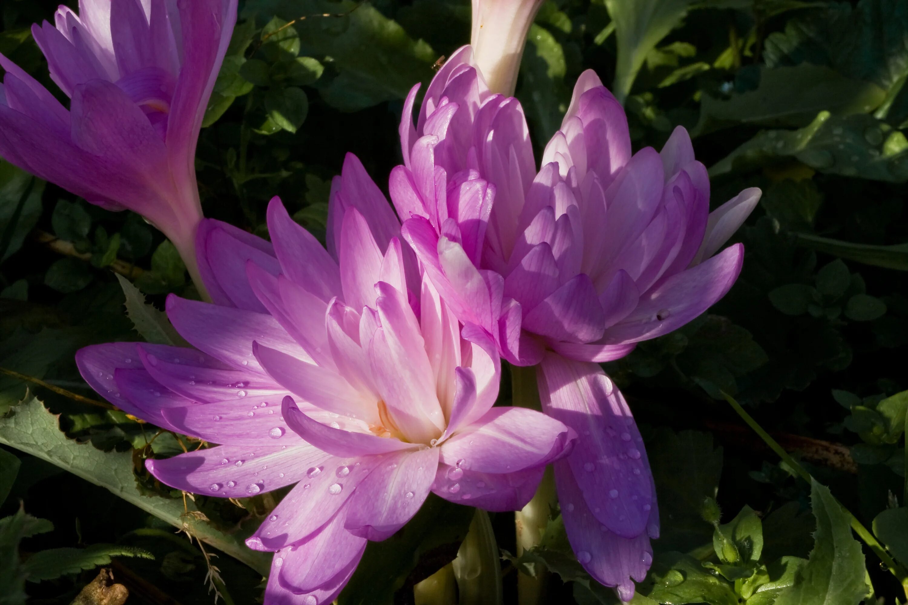 Безвременник waterlily. Безвременник (колхикум) уотерлили. Безвременник махровый. Колхикум ватерлили. Безвременник осенний уотерлили.