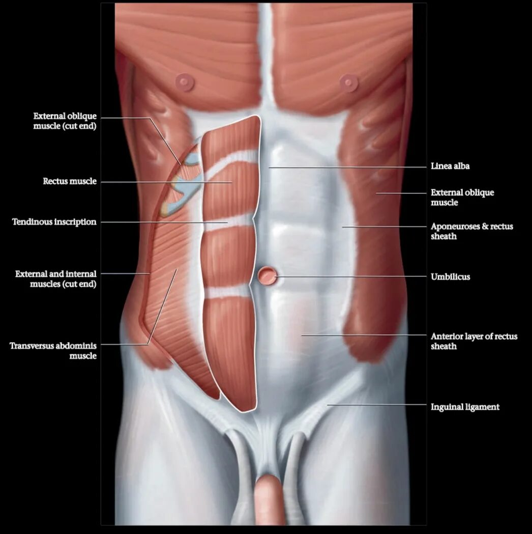 Передняя часть живота. Мышцы живота топографическая анатомия. Мышцы переднебоковой брюшной стенки. Мышцы живота передняя брюшная стенка. Передняя брюшная стенка мышцы анатомия.