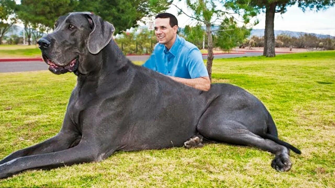 Mike s dog is not the biggest