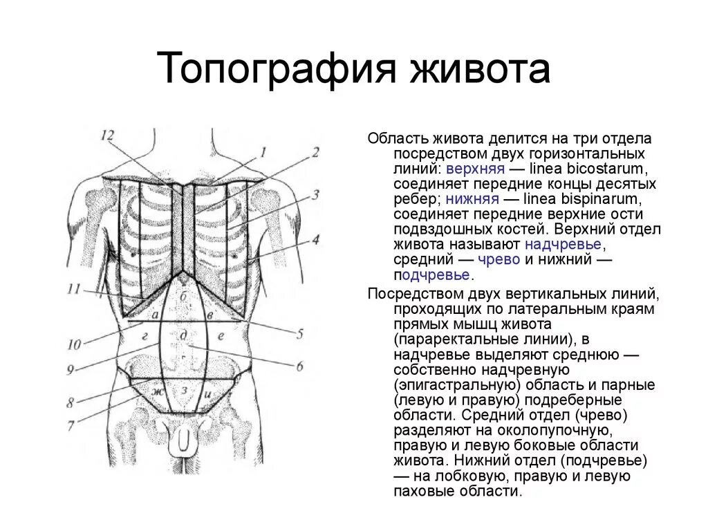 Передняя часть живота. Топография области живота и границы. Мышцы живота топография и функции. Стенки брюшной полости анатомия. Топография передней брюшной стенки линии.