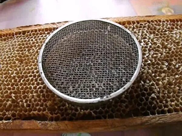 Пролабирование мочевого пузыря у женщин. Сетка на матку операция при опущении. Надвлагалищная ампутация матки гистерэктомия. Надвлагалищная ампутация матки и экстирпация различия. Мечение пчелиных маток.