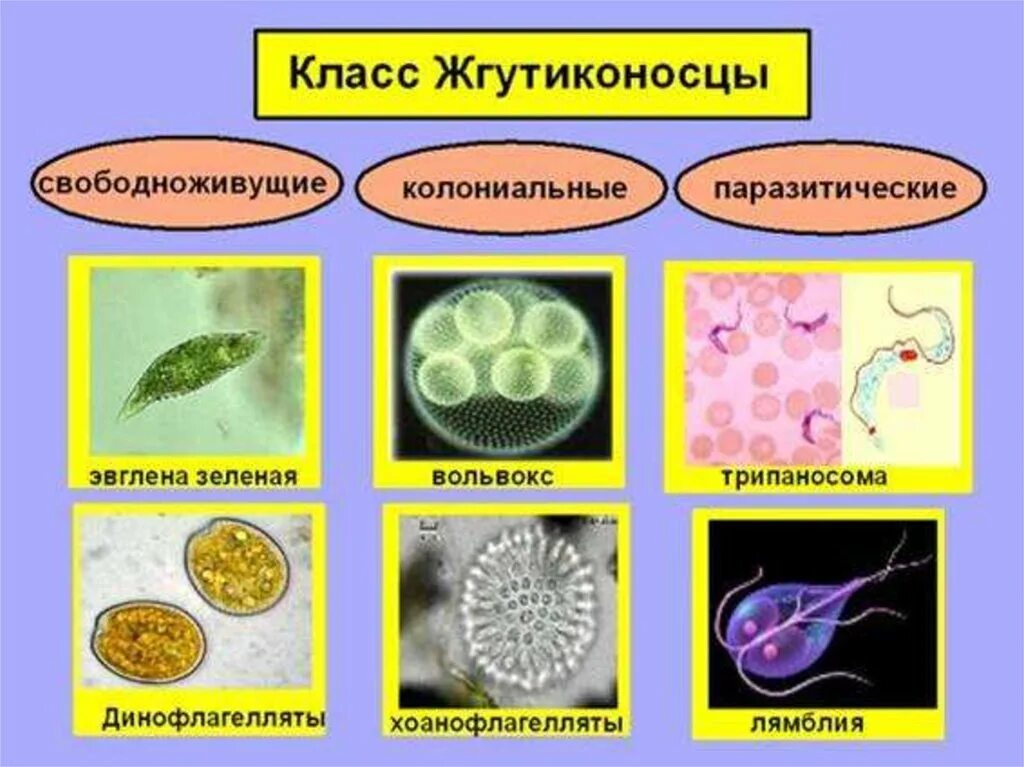 Паразитические представители класса жгутиковые. Паразиты класса жгутиконосцы простейшие. Представители класс жгутики носцы. Биология 7 класс одноклеточные паразиты.