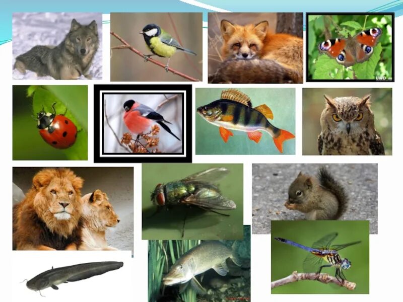 Животные окружающий мир 3 класс видеоурок. Многообразие животных для дошкольников. Какие бывают животные 2 класс. Какие бывают животные 1 класс. Многообразие животных 1 класс.