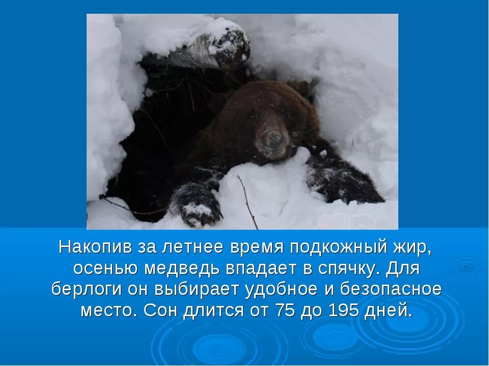 Почему происходит спячка. Медведь впадает в спячку. Медведь зимой впадает в спячку. Медведь в спячке. Медведь впадает в зимнюю спячку.