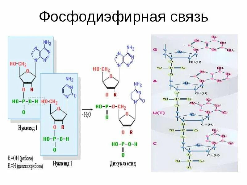 Фосфодиэфирная связь между нуклеотидами в ДНК?. 3 5 Фосфодиэфирная связь РНК. Образование фосфодиэфирных связей между нуклеотидами. Фосфодиэфирная связь между нуклеотидами схема.