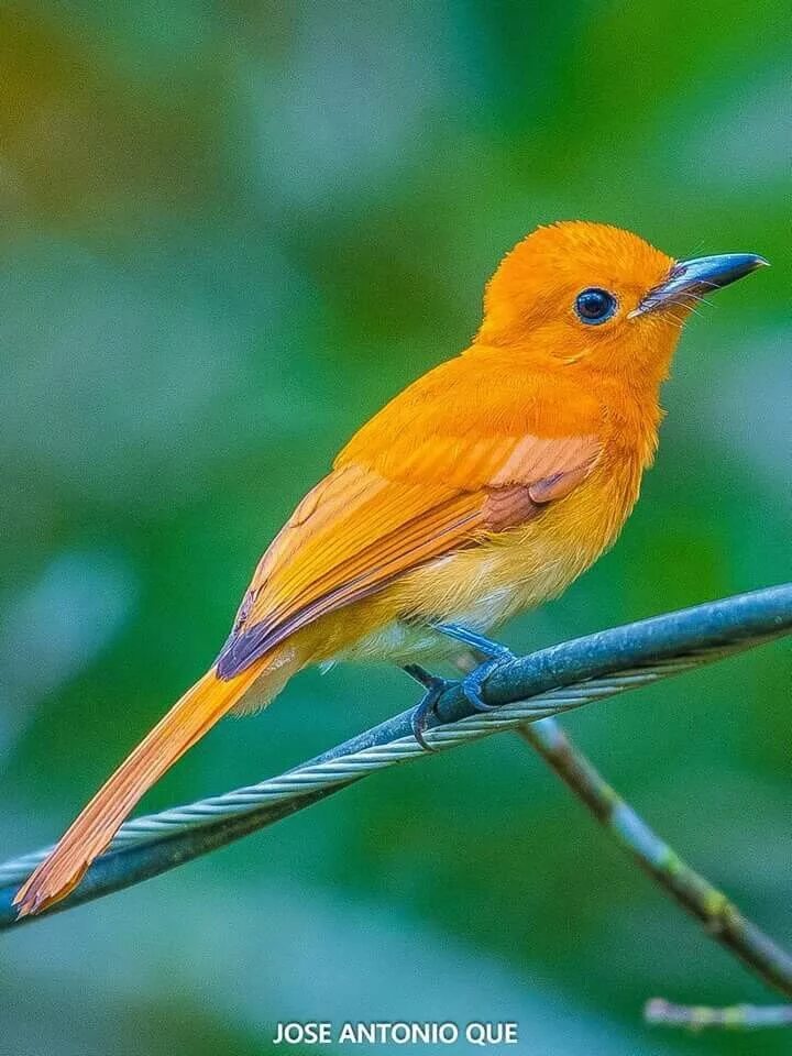 Птица маленькая оранжевая. Рыжая мухоловка. Рыжехвостая мухоловка. Дроздовая мухоловка. Двухцветная дроздовая мухоловка.