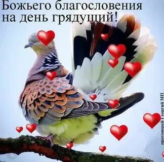 Божьего благословения