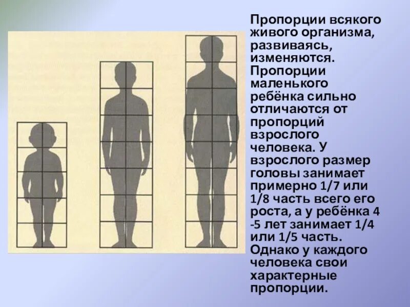 У человека размер головы занимает. Пропорции головы ребенка и взрослого. Пропорции головы взрослого человека. Пропорции всякого живого организма. Пропорции рослого человека.